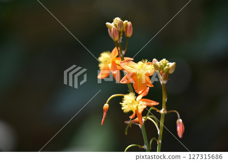 花蘆薈（Burbrine） 127315686