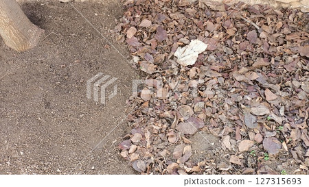 Autumn leaves have fallen and are scattered on the ground near a beautiful tree 127315693