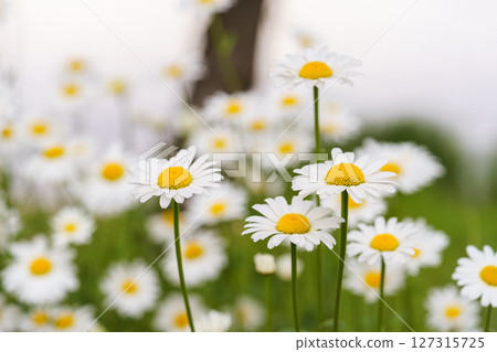 Blooming white daisies, chamomile in meadow with soft light and spring atmosphere. Floral background Blooming white daisies, chamomile in meadow with soft light and spring atmosphere. Floral background 127315725