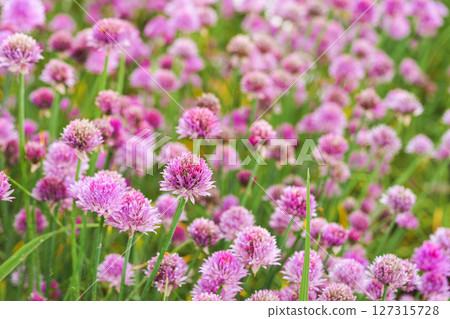 Blooming chive, allium schoenoprasum in summer garden, close up view of vibrant purple flowers 127315728