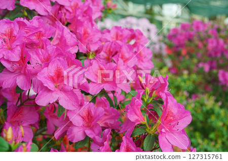 Blooming pink japan Azalea Ericaceae flowers, rhododendron flower macro, background 127315761