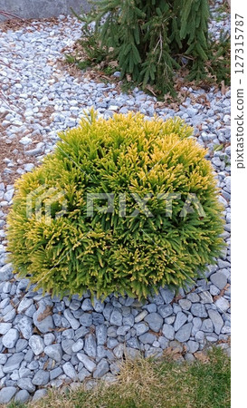 A Beautiful Lush Green Shrub, Elegantly Surrounded by Decorative Gravel in the Garden 127315787
