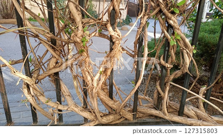 Vine patterns on a sturdy metal fence create a beautiful blend of nature and creativity Vine patterns on a sturdy metal fence create a beautiful blend of nature and creativity 127315803