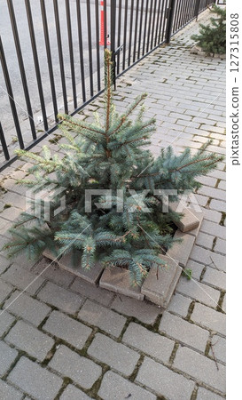 A beautifully decorative potted evergreen tree is placed on a charming cobblestone path A beautifully decorative potted evergreen tree is placed on a charming cobblestone path 127315808