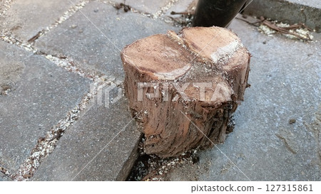 A Wooden Log Positioned on a WellPaved Surface for an Interesting Visual Appearance 127315861