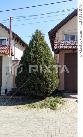 A Tall Evergreen Tree Beautifully Standing in a Peaceful Residential Area for Everyone A Tall Evergreen Tree Beautifully Standing in a Peaceful Residential Area for Everyone 127315879