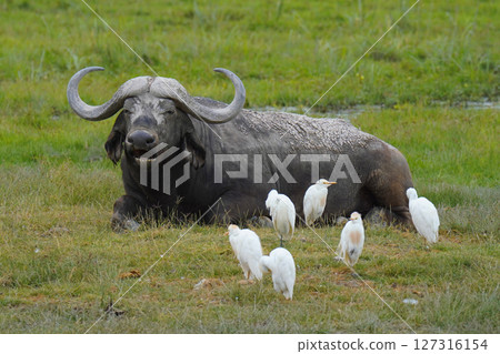 African buffalo African buffalo 127316154