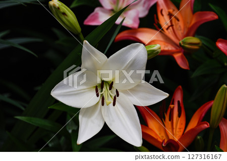 美麗純白的百合花 127316167