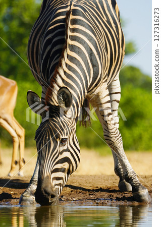Chapman zebra 127316273