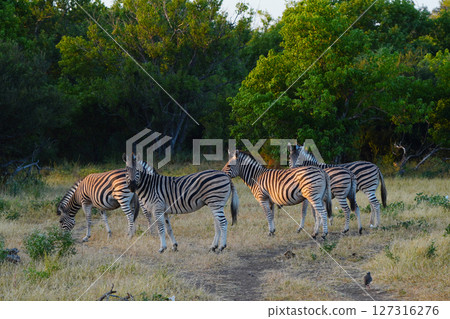 Chapman zebra Chapman zebra 127316276