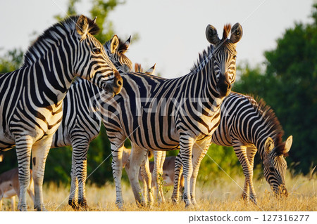 Chapman zebra Chapman zebra 127316277