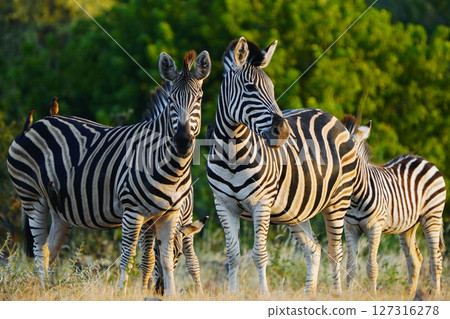 Chapman zebra 127316278
