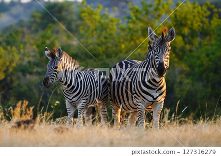 Chapman zebra 127316279