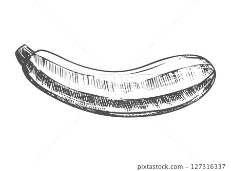 Vector sketch of squash. Ripe vegetable in engraving technique. Zucchini sketch in ink on white background. Clipart for farm product design. 127316337