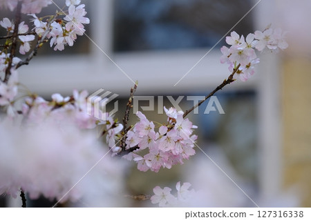 春天的前聖德中學遺址 127316338