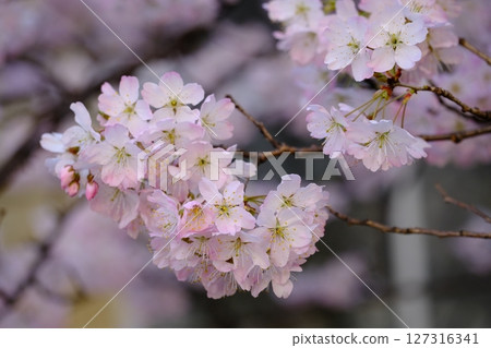 春天的前聖德中學遺址 127316341