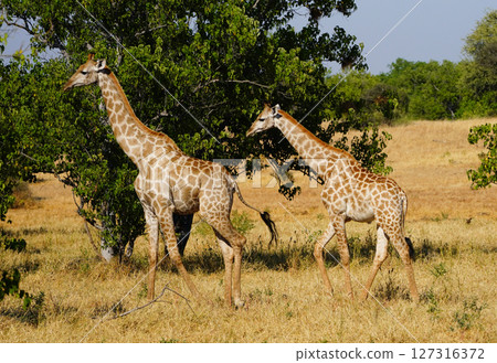 Cape Kirin Cape Kirin 127316372