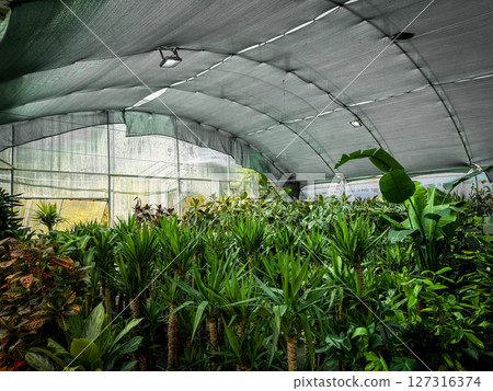 Lush tropical plants grow densely in a shaded greenhouse with clear panels, showcasing vibrant green leaves and indoor cultivation 127316374