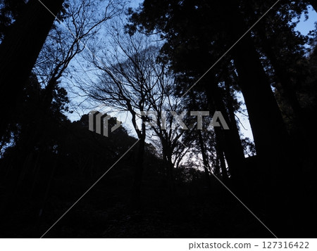 木材的輪廓 127316422