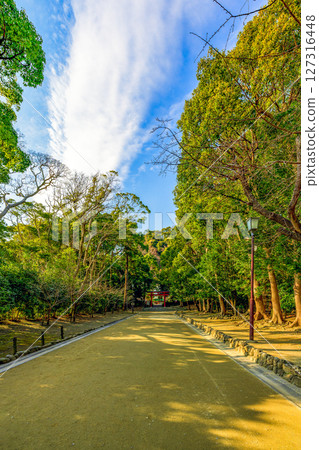鶴岡八幡宮清晨的小路晴朗，陽光透過樹梢灑落下來，十分美麗 127316448