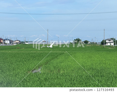 Japanese countryside with white egrets flying over rice fields Japanese countryside with white egrets flying over rice fields 127316493