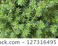 景天的濃密綠色背景-多肉植物的自然紋理 127316495