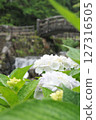 Minazuki: Mountain stream and hydrangeas 127316505