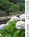 Minazuki: Mountain stream and hydrangeas 127316506