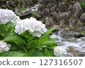 Minazuki: Mountain stream and hydrangeas 127316507