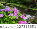 Minazuki: Mountain stream and hydrangeas 127316651