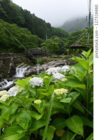 Minazuki: Mountain stream and hydrangeas Minazuki: Mountain stream and hydrangeas 127316660