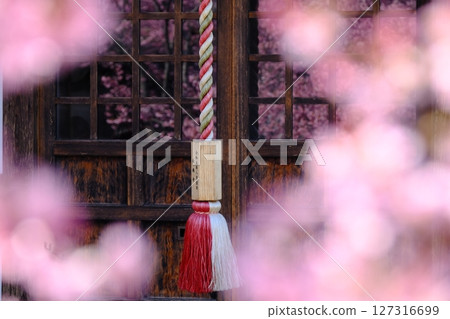Image of early spring cherry blossoms reflected in lattice glass 127316699