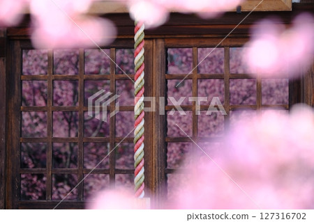 格子玻璃映照的早春櫻花 127316702
