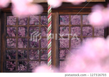 格子玻璃映照的早春櫻花 127316703