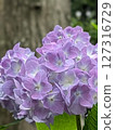 Hydrangea wet in the rain 127316729