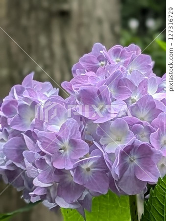 Hydrangea wet in the rain Hydrangea wet in the rain 127316729