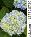 Blue hydrangea 127316730