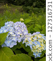 Early summer hydrangeas and the colors of nature 127316731