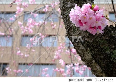 Spring in front of the Kyoto District Court 127316777