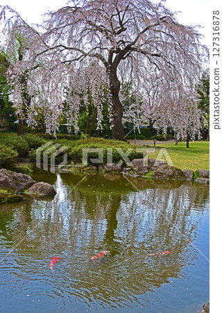 弘前藤田紀念庭園的垂枝櫻花與鯉魚 弘前藤田紀念庭園的垂枝櫻花與鯉魚 127316878