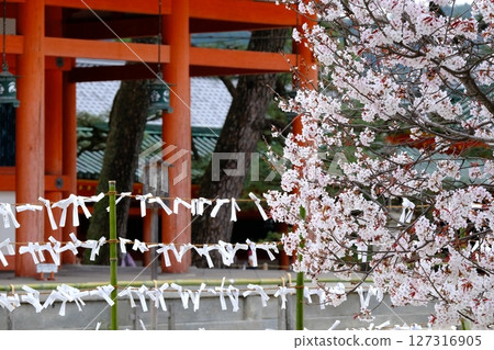 The cherry blossoms near Heian Shrine The cherry blossoms near Heian Shrine 127316905