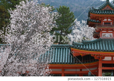 平安神宮附近的櫻花 127316915
