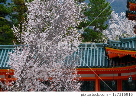 平安神宮附近的櫻花 127316916