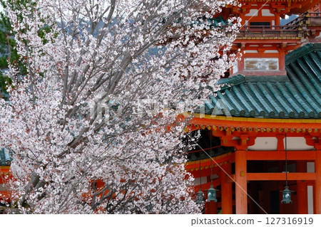 平安神宮附近的櫻花 平安神宮附近的櫻花 127316919