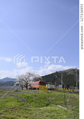 吉原站的櫻花 127316955