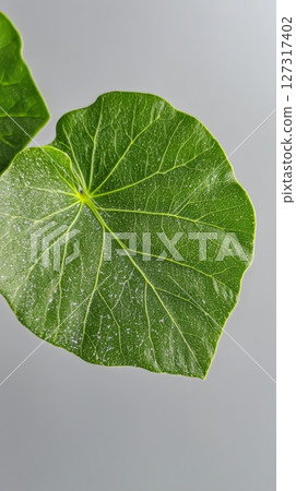 A large green leaf displays detailed veins and a rich texture, emphasizing its healthy composition and vibrant hue against a plain backdrop 127317402