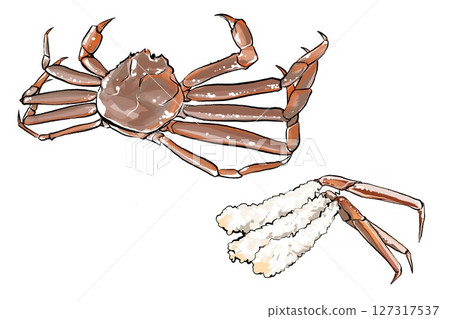 Crab and crab sashimi illustration Crab and crab sashimi illustration 127317537