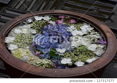 Since it's the rainy season, let's go to the Inazawa Hydrangea Festival! Since it's the rainy season, let's go to the Inazawa Hydrangea Festival! 127317577