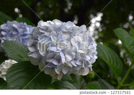Since it's the rainy season, let's go to the Inazawa Hydrangea Festival! 127317581