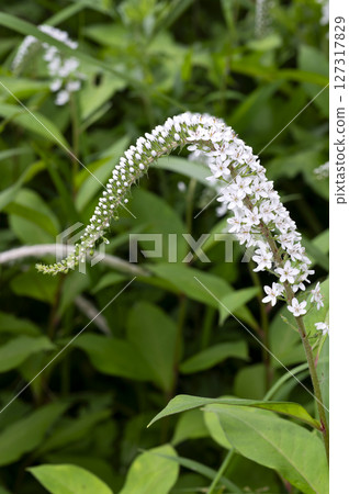 珍珠菜 珍珠菜 127317829